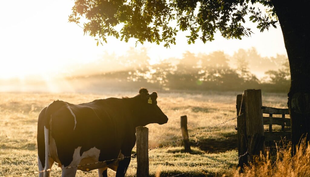cow at sunrise